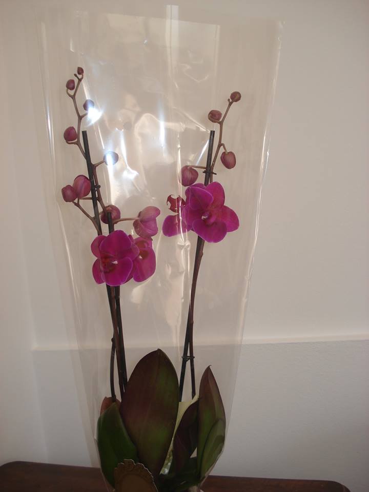 Fotografie Maia Flower Boutique din galeria Flori în ghiveci