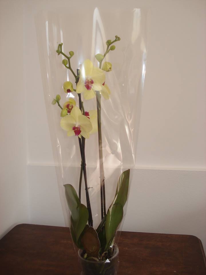 Fotografie Maia Flower Boutique din galeria Flori în ghiveci