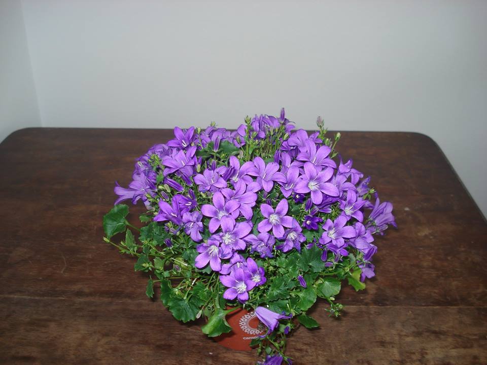 Fotografie Maia Flower Boutique din galeria Flori în ghiveci