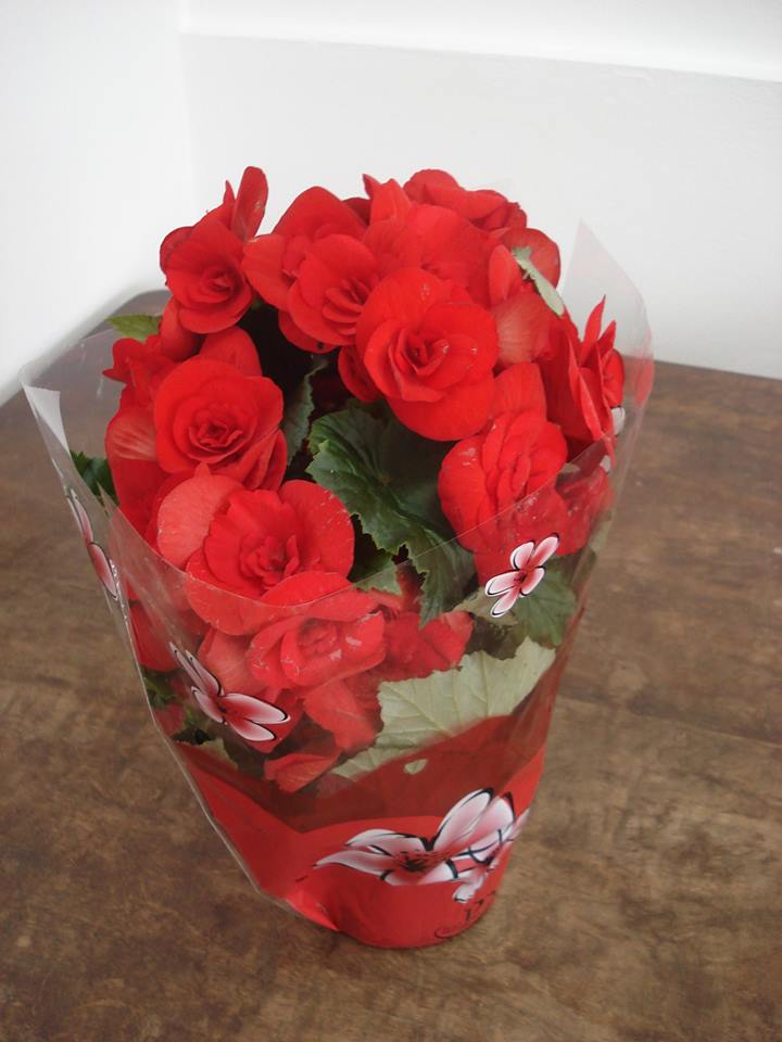 Fotografie Maia Flower Boutique din galeria Flori în ghiveci