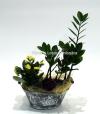 Lotus Aranjamante din plante