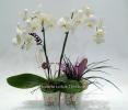 Lotus Aranjamante din plante