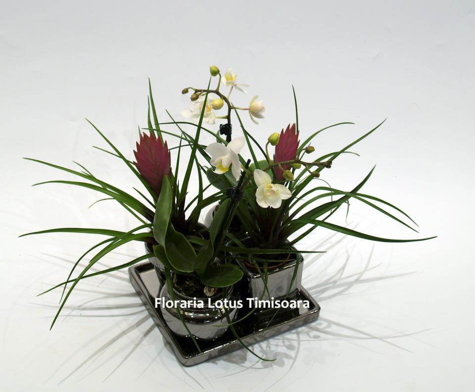 Fotografie Lotus din galeria Aranjamante din plante