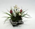 Lotus Aranjamante din plante