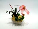 Lotus Aranjamante din plante
