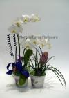 Lotus Aranjamante din plante