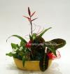 Lotus Aranjamante din plante