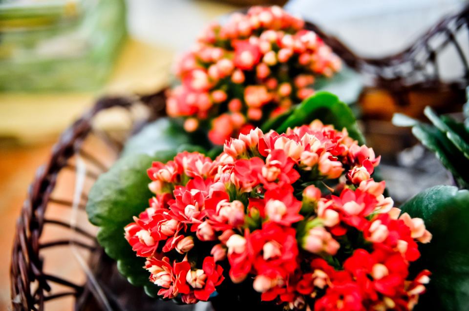 Fotografie Casa cu Flori din galeria Aranjamente florale