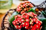 Casa cu Flori Aranjamente florale